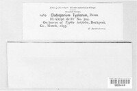 Cladosporium typharum image